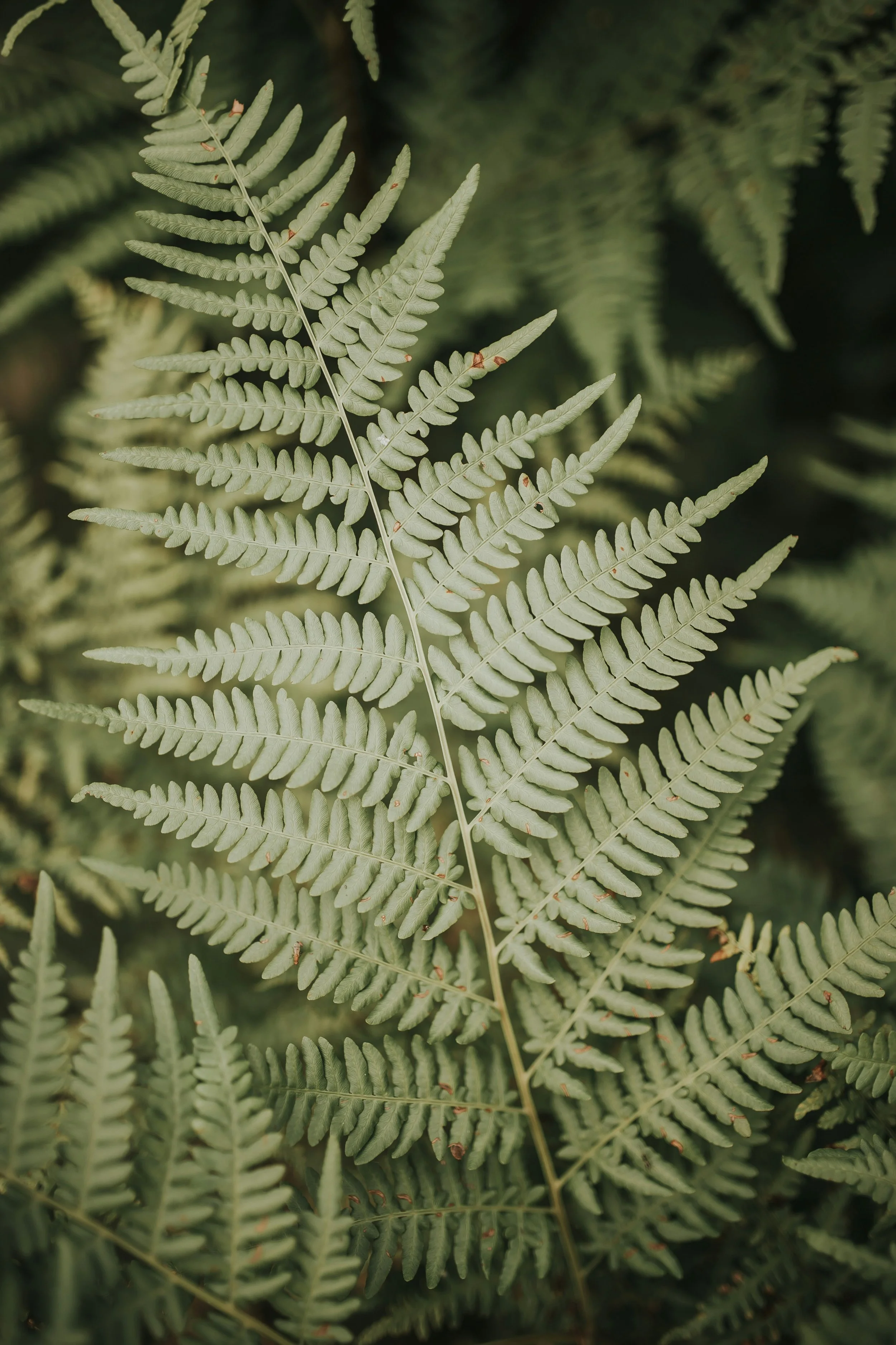 Calm green fern fronds — a still, considered space for therapy